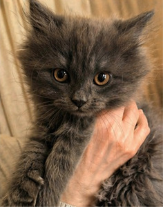 Suloinen harmaa tyttöpentu etsii rakastavaa kotia 🐾 (4 valokuva sivusta 6)