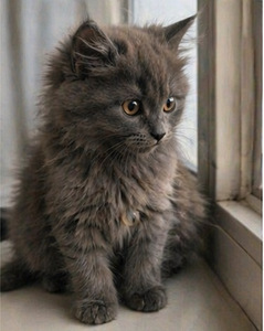 Suloinen harmaa tyttöpentu etsii rakastavaa kotia 🐾 (5 valokuva sivusta 6)