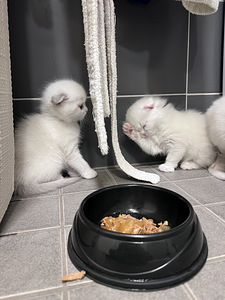 Kissanpennut (4 valokuva sivusta 4)