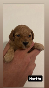 KääpiövillakoiraMix pennut (1 valokuva sivusta 5)