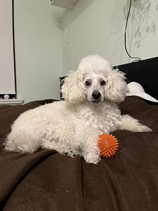 Rotaļu pūdelis (2 foto no 3)