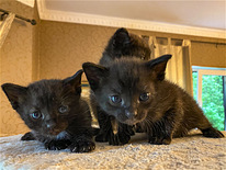 Чёрные котята (темно-шоколадный цвет)