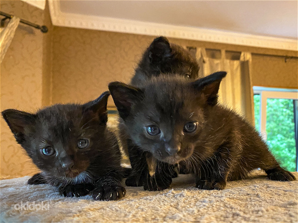 Must kassipojad (tume-shokolaadi värv) (foto #1)