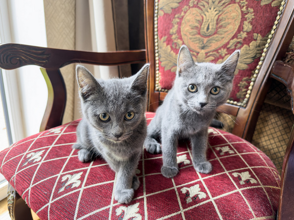 Русские голубые котята