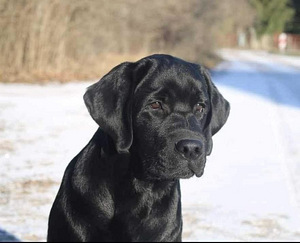 Labradori retriiver (1 foto / 9)