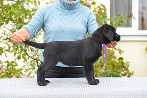 Labradori retriiver (8 foto / 9)