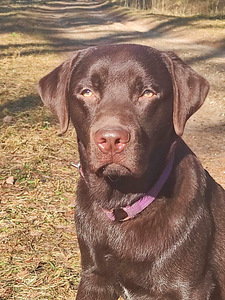 Labradori retriiver (2 foto / 7)