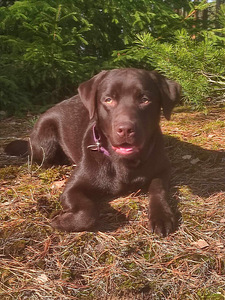 Labradori retriiver (3 foto / 7)