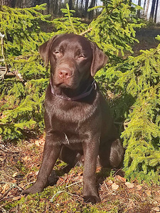 Labradori retriiver (5 foto / 7)