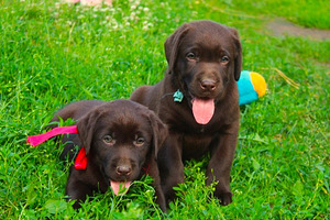 Labradori retriiver (2 foto / 9)