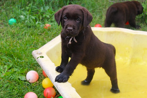 Labradori retriiver (5 foto / 9)