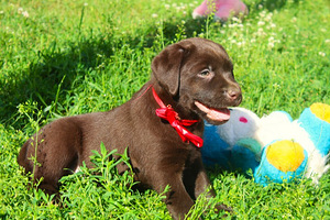 Labradori retriiver (1 foto / 9)