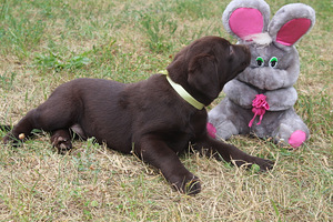 Labradori retriiver (8 foto / 8)