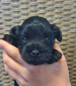 Yorkiepoo (2 valokuva sivusta 5)