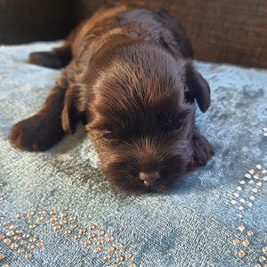Yorkiepoo (4 valokuva sivusta 5)