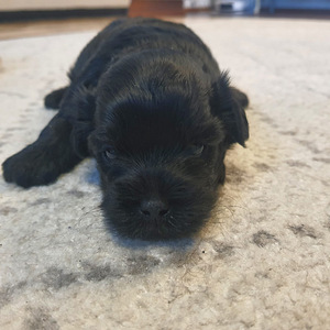 Yorkiepoo (5 valokuva sivusta 5)