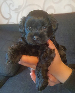 Yorkiepoo (1 valokuva sivusta 4)