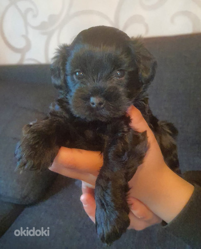 Yorkiepoo