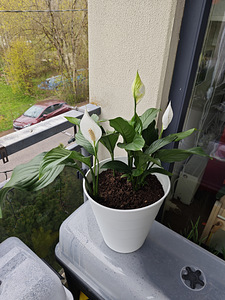 Продам спатифиллум (Spathiphyllum) (3 фото из 6)