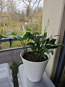 Продам спатифиллум (Spathiphyllum) (4 фото из 6)