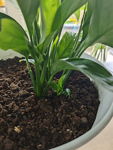 Продам спатифиллум (Spathiphyllum) (6 фото из 6)