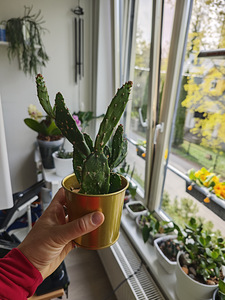 В продаже опунция (opuntia) (1 фото из 2)