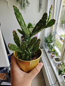 В продаже опунция (opuntia) (2 фото из 2)