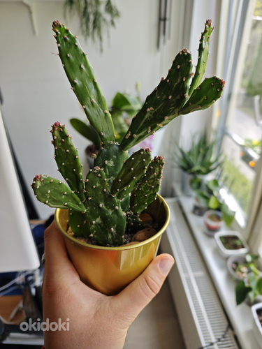 В продаже опунция (opuntia)