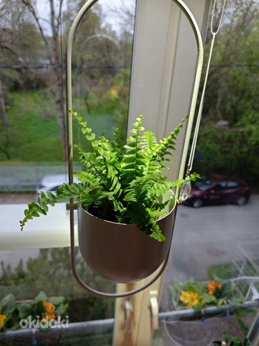 Nefrolepis (Nephrolepis)