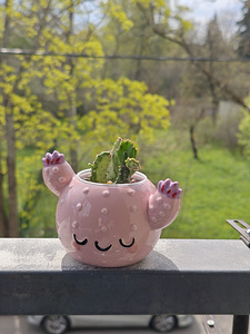 Opuntia (opuntia) (4 foto / 4)