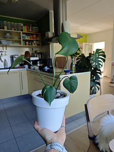Monstera (Monstera) toataim (3 foto / 3)
