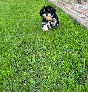 Maltipoo (3 foto / 5)