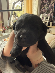 Labradorinnoutaja pentue (3 valokuva sivusta 3)