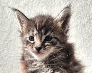 Maine coon – Kissanpennut (4 valokuva sivusta 9)