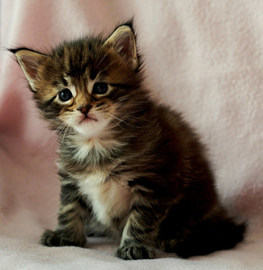 Maine coon – Kissanpennut (1 valokuva sivusta 9)