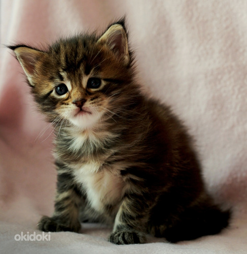 Maine coon – Kissanpennut