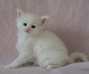 Maine coon – Kissanpennut (5 valokuva sivusta 9)