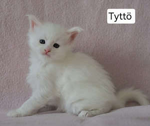 Maine coon – Kissanpennut (4 valokuva sivusta 8)