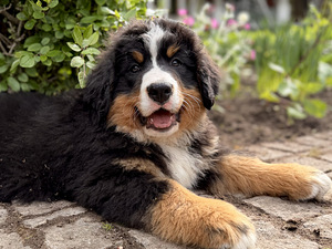 Berni alpi karjakoera kutsikad (7 foto / 9)