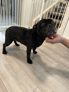 Staffordshirenbullterrieri (1 valokuva sivusta 3)