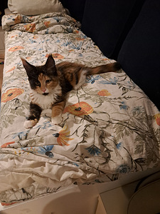 Maine Coon -tyttöpentu, 4 kuukautta (4 valokuva sivusta 4)