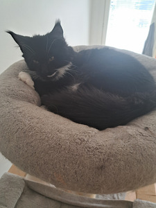 Maine Coon myytävänä (2 valokuva sivusta 6)