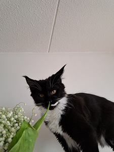 Maine Coon myytävänä (6 valokuva sivusta 6)