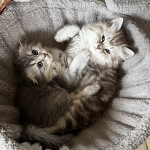 Котята (5 фото из 10)