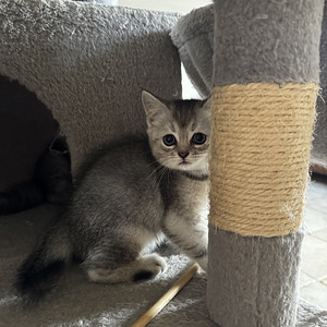 Котята (9 фото из 10)