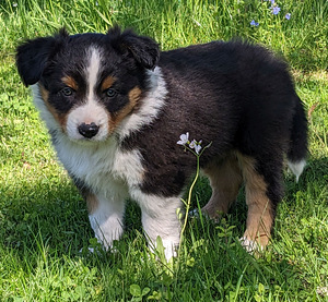 Border-Aussie-kutsikad (2 foto / 5)