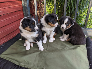 Border-Aussie-kutsikad (5 foto / 5)