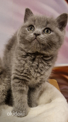 Brittiläiset tytöt