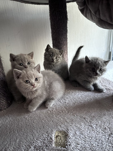 Brittiläiset kissanpennut (2 valokuva sivusta 2)