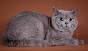 Brittiläiset kissanpennut (4 valokuva sivusta 4)